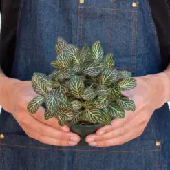 Fittonia 'Pink' — additional view