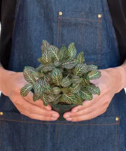 Fittonia 'Pink' — additional view