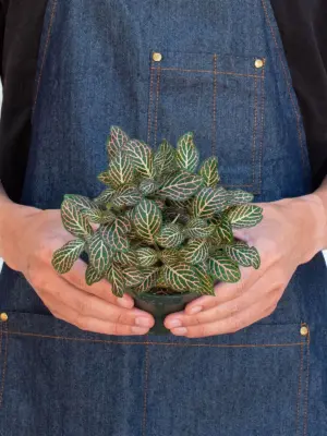 Fittonia 'Pink' — additional view