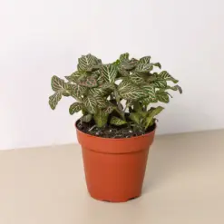Fittonia 'Pink' — additional view
