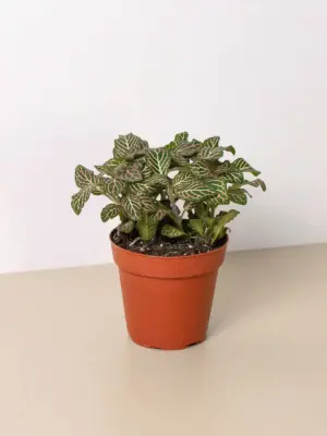 Fittonia 'Pink' — additional view