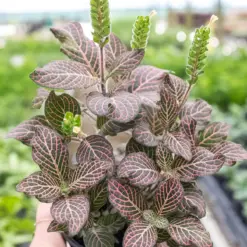 Fittonia 'Pink' — additional view
