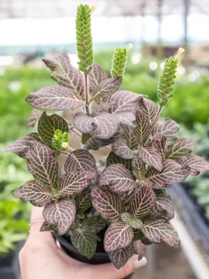 Fittonia 'Pink' — additional view