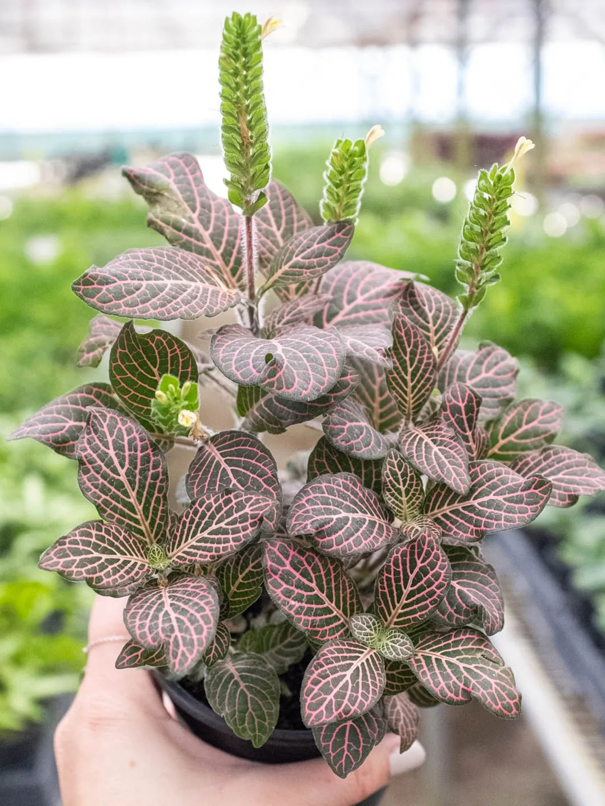 Fittonia 