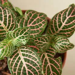Fittonia 'Pink' — leaf detail close-up