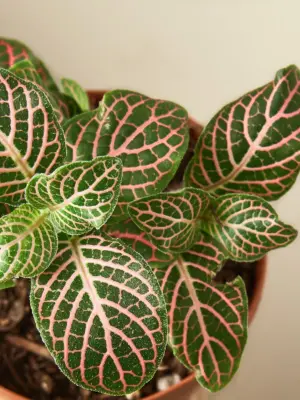Fittonia 'Pink' — leaf detail close-up