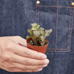 Fittonia 'Pink' — held in hand for size reference