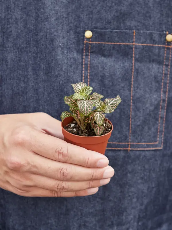 Fittonia 'Pink' — held in hand for size reference