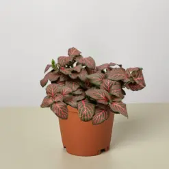 Fittonia 'Red' houseplant