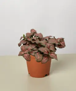 Fittonia 'Red' houseplant
