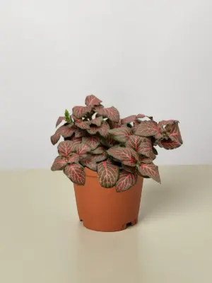 Fittonia 'Red' houseplant