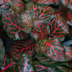 Fittonia 'Red' — additional view