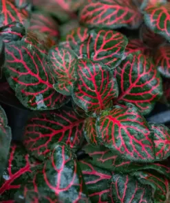 Fittonia 'Red' — additional view