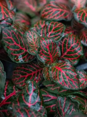 Fittonia 'Red' — additional view