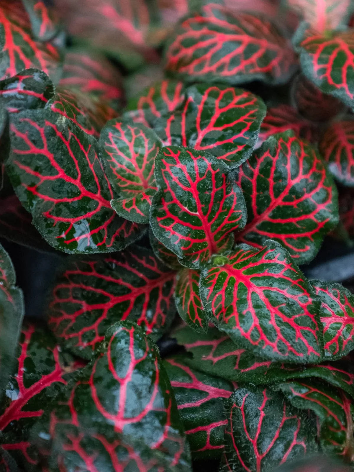 Fittonia 