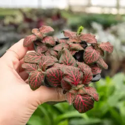 Fittonia 'Red' — additional view