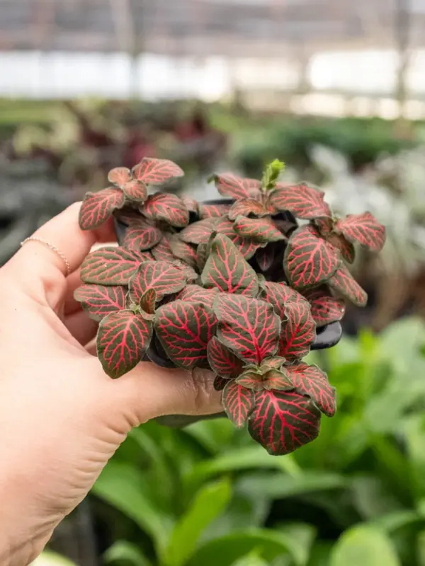 Fittonia 'Red' — additional view