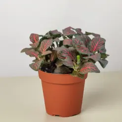 Fittonia 'Red' — additional view