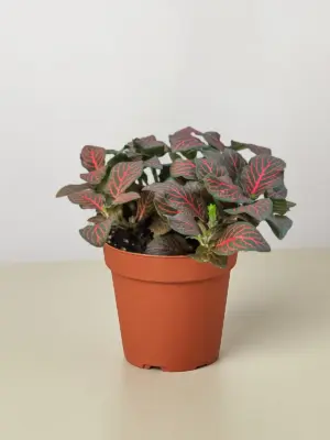 Fittonia 'Red' — additional view
