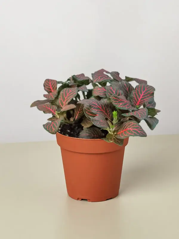 Fittonia 'Red' — additional view