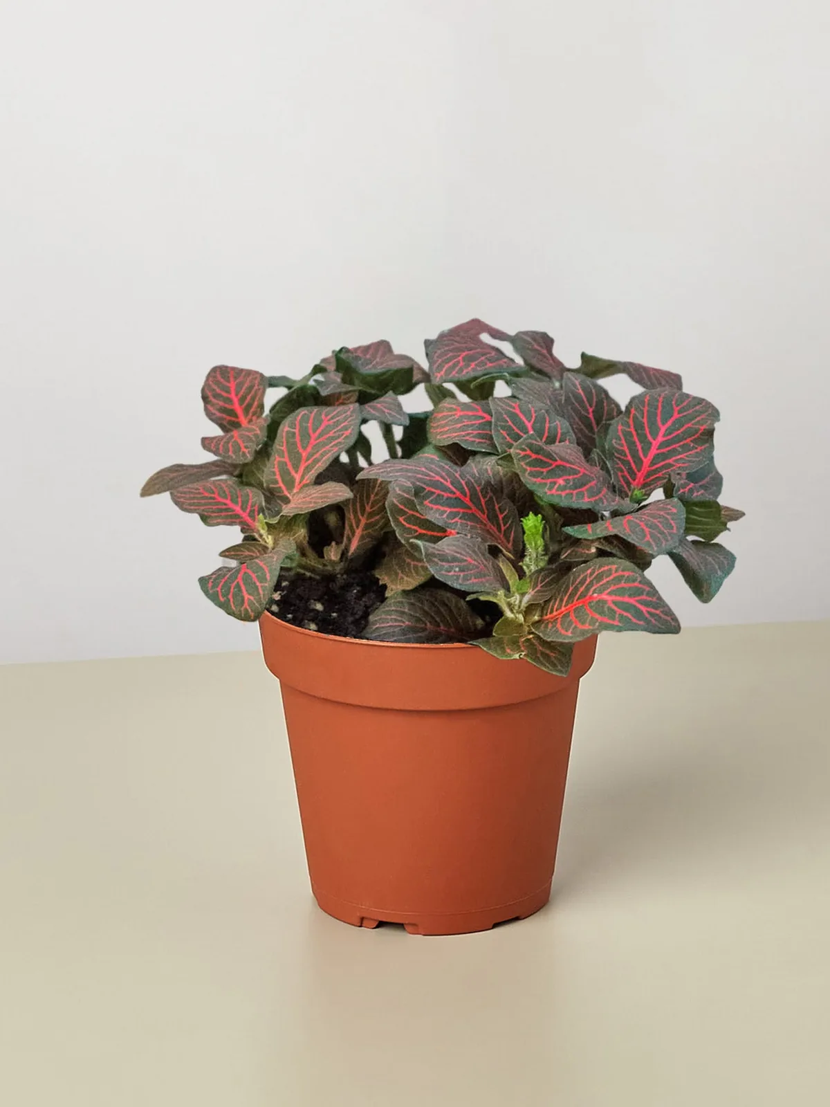 Fittonia 
