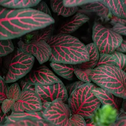 Fittonia 'Red' — additional view