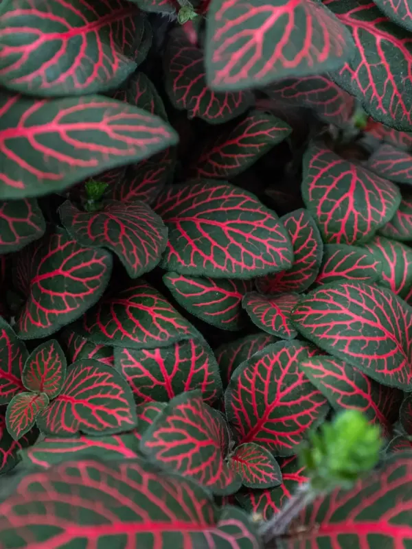 Fittonia 'Red' — additional view