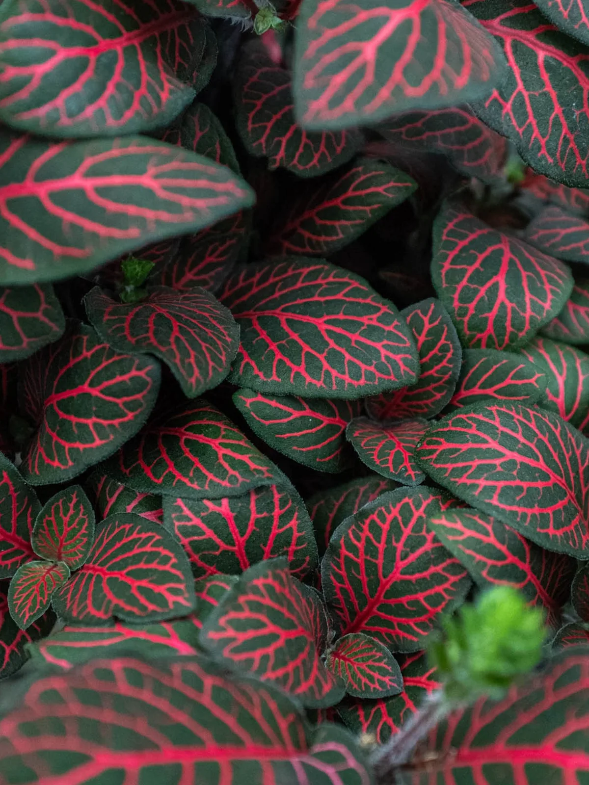 Fittonia 