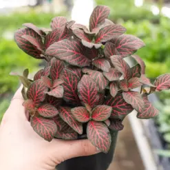 Fittonia 'Red' — additional view