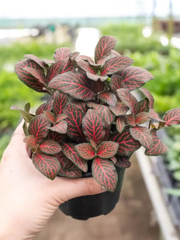 Fittonia 'Red' — additional view