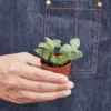 Fittonia 'White' houseplant