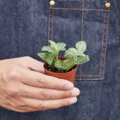 Fittonia 'White' houseplant