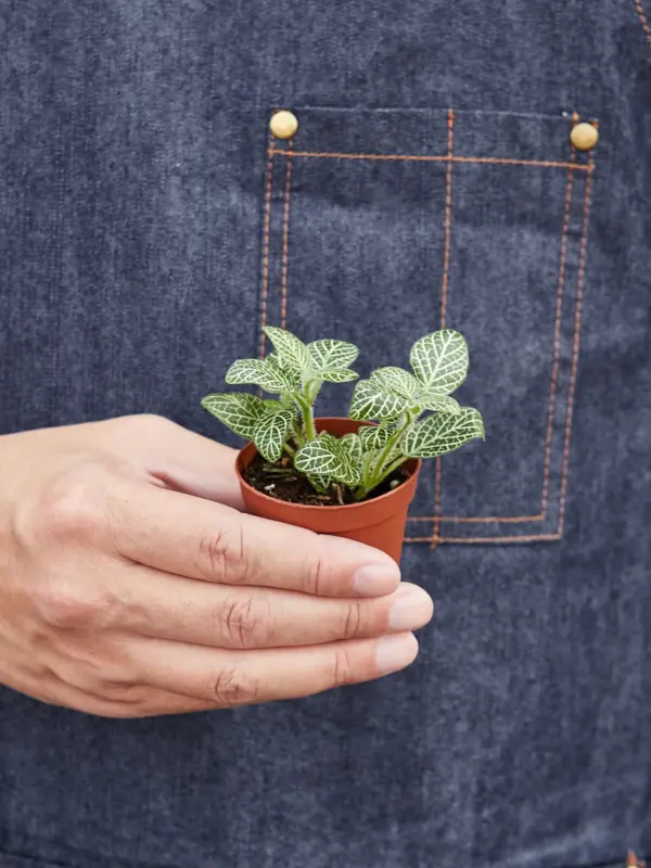 Fittonia 'White' houseplant