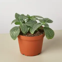 Fittonia 'White' — additional view