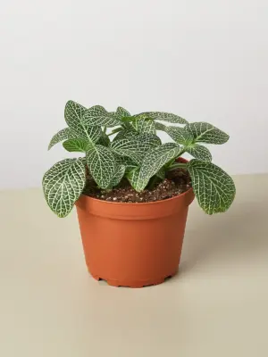 Fittonia 'White' — additional view