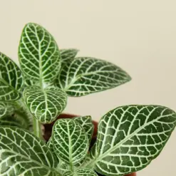 Fittonia 'White' — leaf detail close-up