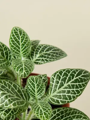 Fittonia 'White' — leaf detail close-up
