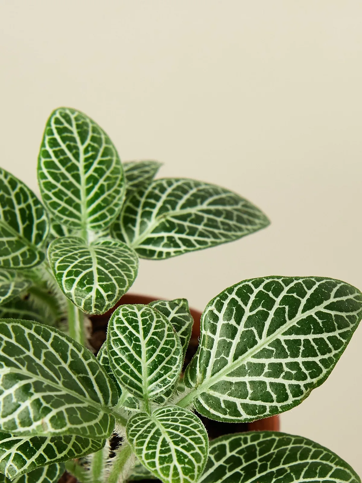 Fittonia 