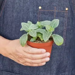 Fittonia 'White' — held in hand for size reference