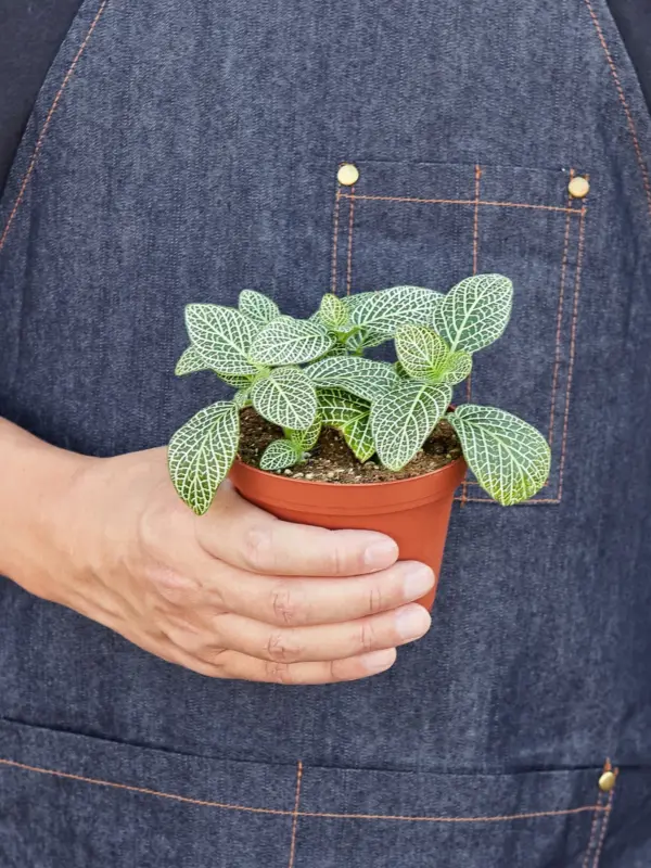 Fittonia 'White' — held in hand for size reference