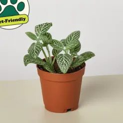 Fittonia 'White' — additional view