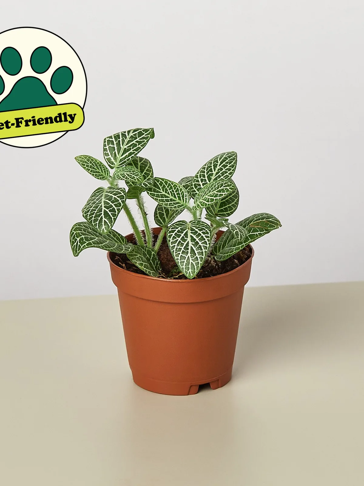 Fittonia 