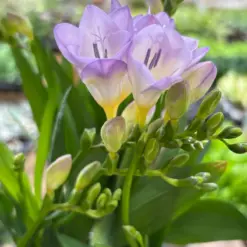 Freesia 'Purple' houseplant