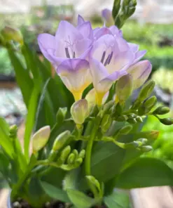 Freesia 'Purple' houseplant