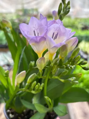 Freesia 'Purple' houseplant