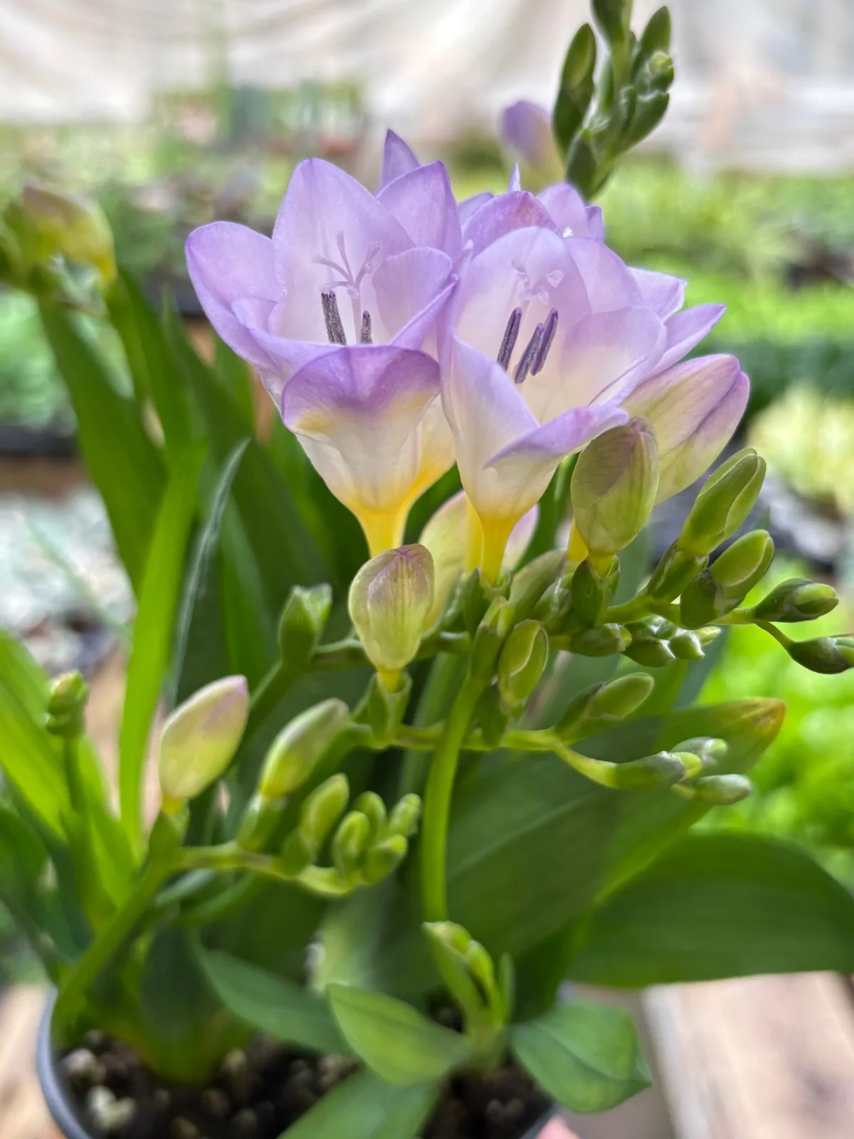 Freesia 