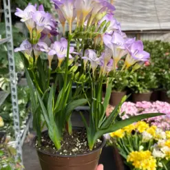 Freesia 'Purple' — additional view