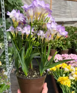 Freesia 'Purple' — additional view