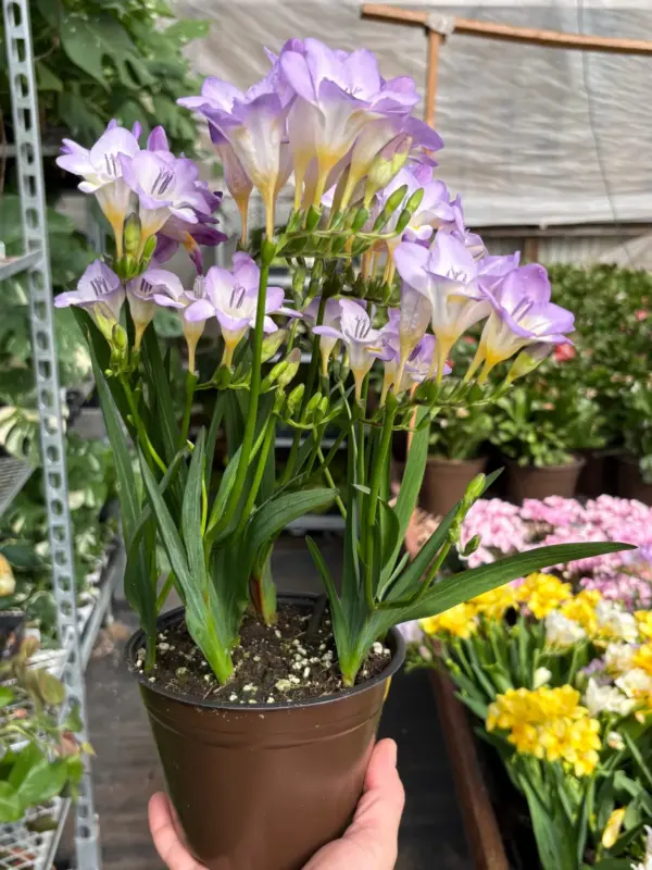 Freesia 'Purple' — additional view