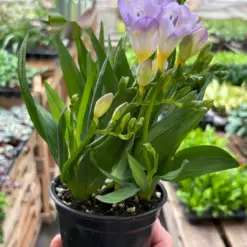 Freesia 'Purple' — additional view